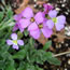 Aubrieta deltoidea Dr Mules